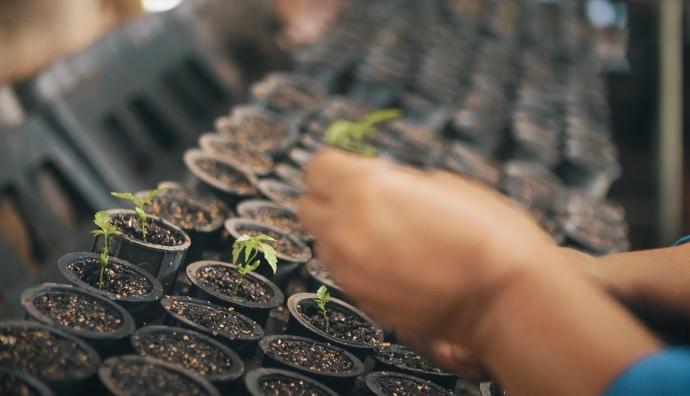 Plant cuttings | Seacon Blue | Seacon Logistics
